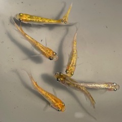 月神7匹セット🐡ラメめだか🐡の画像