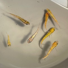 月神7匹セット🐡ラメめだか🐡の画像