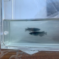曜変天目メダカ1ペア(グレード上物)若魚の画像