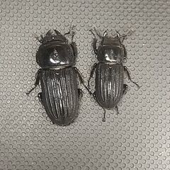 ドルクスミント ペア　♂17.5㎜ ♀20.9㎜　No.4の画像