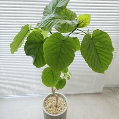 ◼️フィカスウンベラータ◼️8号セメント鉢　110センチ　観葉植物の画像
