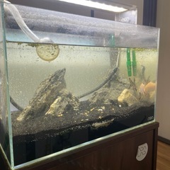 水槽フルセット(フィルター水槽台ライト込み)の画像