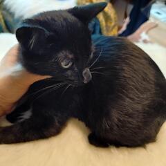 黒猫シスターズ♀の里親募集