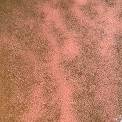 タマミジンコ培養セット
の画像