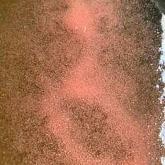 タマミジンコ培養セット
の画像