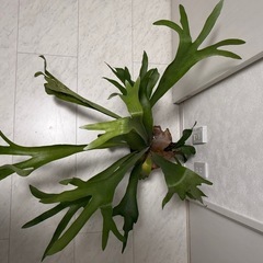 ビカクシダ大株 コウモリラン 観葉植物の画像