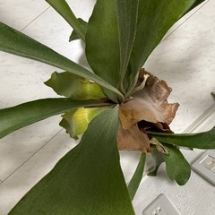 ビカクシダ大株 コウモリラン 観葉植物の画像