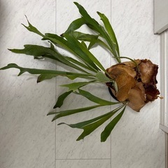 ビカクシダ大株 コウモリラン 観葉植物の画像