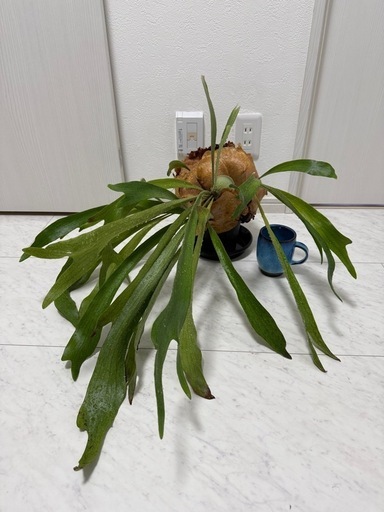 ビカクシダ大株 コウモリラン 観葉植物