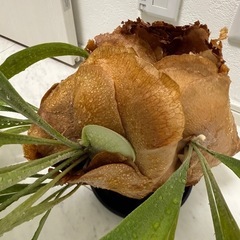 ビカクシダ大株 コウモリラン 観葉植物の画像