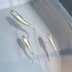 🌸ネプチューンシルバータイプ3匹セット🌸オスメスいますの画像