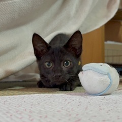幸運をもたらす鍵しっぽ子猫ちゃん　ブラックタビー？