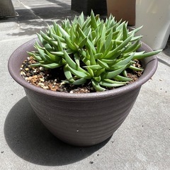 多肉植物・照波 1の画像
