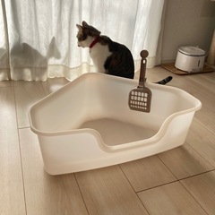 🐈🐾猫トイレ さんかく🔼の画像