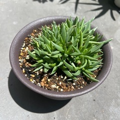 多肉植物・照波　2の画像