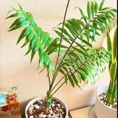 （2千300円までお値下可能です）アレカヤシとテーブルヤシとサンスベリアのセット③の画像