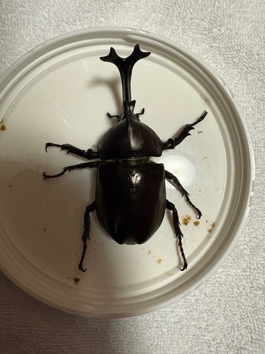 カブトムシ！ペア100 M～Lサイズ(合計200匹)＠1 ヤマトカブトムシ Ｍ〜Ｌサイズ 100ペア - from SCRATCH
