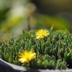 多肉植物・照波　3の画像
