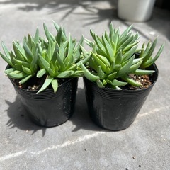 多肉植物・照波　3の画像