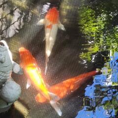 錦鯉３匹の画像