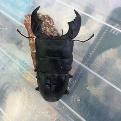 国産オオクワガタ　能勢YG血統　カブトムシ　ノコギリ　ミヤマの画像