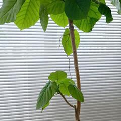 ◼️フィカスウンベラータ◼️8号セメント鉢　110センチ　観葉植物の画像