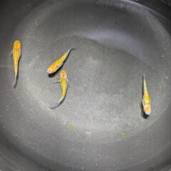 メダカ【煌ラメ】４匹の画像