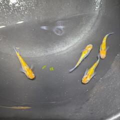 メダカ【煌ラメ】４匹の画像