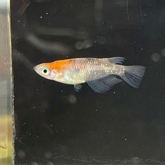 紅花魁　の画像