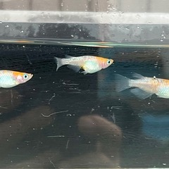 王華の画像
