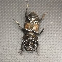 ドルクスミント ペア　♂20.1㎜ ♀22.5㎜　No.3の画像