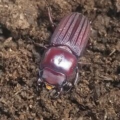ドルクスミント ペア　♂20.1㎜ ♀22.5㎜　No.3の画像