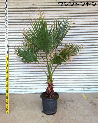 ワシントンヤシ　ワシントニア　フィリフェラ