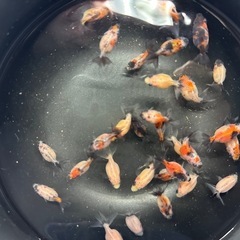 極上 キャリコピンポンパール 幼魚1匹の画像