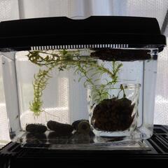 ミナミヌマエビ飼育繁殖水槽セット 10匹以上50 抱卵海老相談 アクアリウム幅18cmケース付き タンクメイト苔とりビオトープ  アナカリス ロタラ モス 青浮草 インドア癒し趣味 子供教育夏休み自由研究メダカの画像