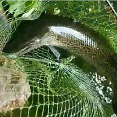 67.日淡・ガサガサ採集、フィッシングメンバー募集のお知らせ　(...