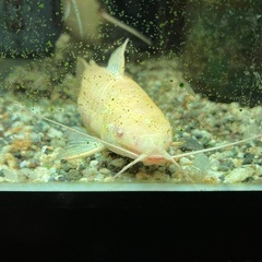 アルビノホプロ(アルビノヨロイナマズ) 熱帯魚の画像