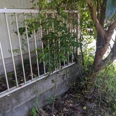 シマトネリコ🌳苗⑧の画像