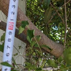 シマトネリコ🌳苗⑧の画像