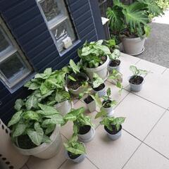 シンゴニュウムの画像