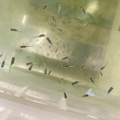 メダカ　サファイア　稚魚300円からの画像