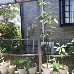 アボカドの鉢植えの画像