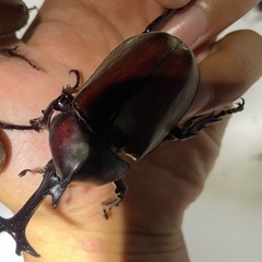 超レッドボディカブトムシペアの画像