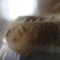 ミナミヌマエビ飼育繁殖水槽セット 10匹以上50 抱卵海老相談 アクアリウム幅18cmケース付き タンクメイト苔とりビオトープ  アナカリス ロタラ モス 青浮草 インドア癒し趣味 子供教育夏休み自由研究メダカの画像