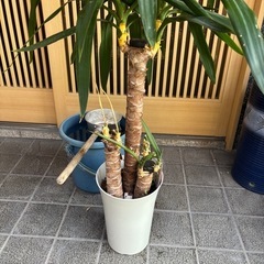 ユッカ　青年の木　田川市　福岡　ガーデン　ロックガーデン　ドライガーデン　パキラ　ドラセナ　観葉植物 ユッカ エレファンティペス 高さ約107cm 贈り物 開店祝い 開業祝い 新築祝い 引越し祝い インテリア シンプル モダン 高級 おしゃれな植木鉢 オフィス 店舗 事務所   3本たて の画像