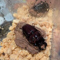 タランドゥスオオツヤクワガタ　ホワイトアイ　ペアの画像