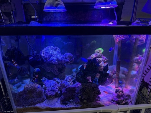 水槽 セット 海水魚 サンゴ イソギンチャク