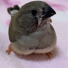 キンカチョウ錦華鳥 里親募集
