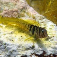 ナベカ　今日欲しい方いなければ熱帯魚屋に持ち込みますの画像