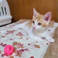 ②茶しろ(仮名　茶々君)　男のこ